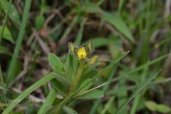 Crotalaria umbellata